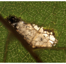 Mine of Caloptilia betulicola on Betula pubescens