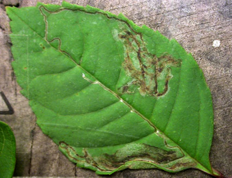 Mine of Caloptilia cuculipennella on Fraxinus excelsior