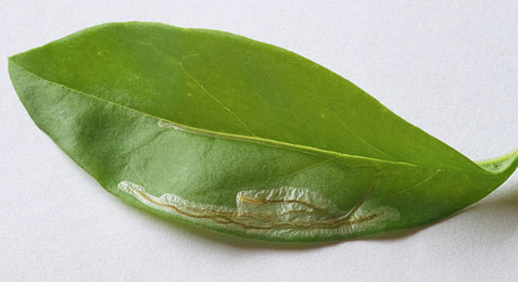 Mine of Caloptilia cuculipennella on Ligustrum ovalifolium