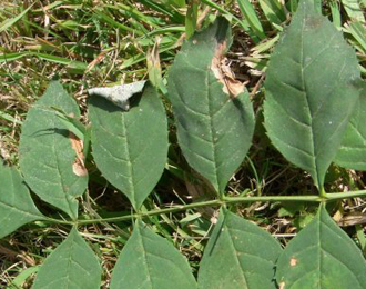 Mine of Caloptilia cuculipennella