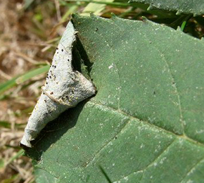 Mine of Caloptilia cuculipennella