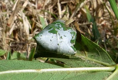 Mine of Caloptilia cuculipennella on Fraxinus excelsior