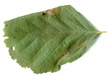 Mine and leaf roll of Caloptilia elongella on Alnus glutinosa