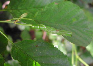 Leaf roll of Caloptilia elongella on Alnus glutinosa