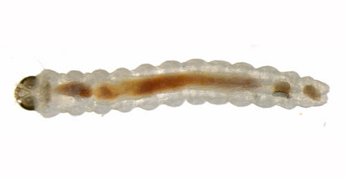 Caloptilia elongella larva,  dorsal