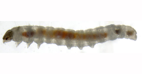 Caloptilia elongella larva,  lateral