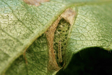 Opened mine of Caloptilia falconipennella on Alnus glutinosa