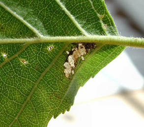 Mine of Caloptilia falconipennella on Alnus