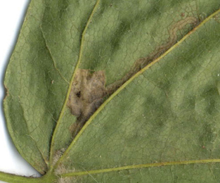 Mine of Caloptilia hemidactylella on Acer campestre