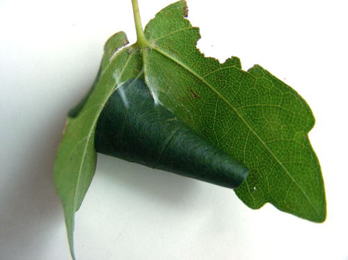 Mine of Caloptilia hemidactylella on Acer campestre