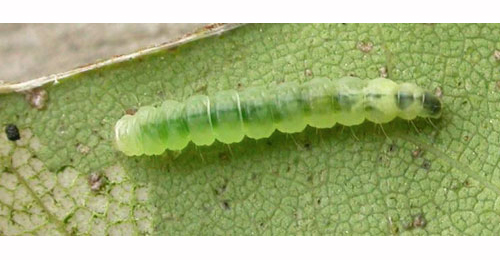 Caloptilia hemidactylella larva