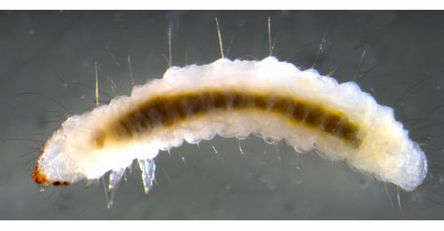 Caloptilia hemidactylella larva