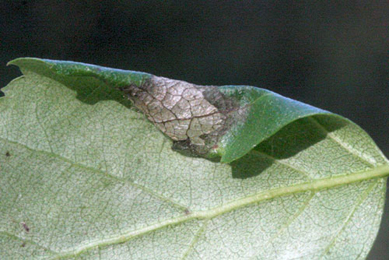 Mine of Caloptilia populetorum on Betula pendula