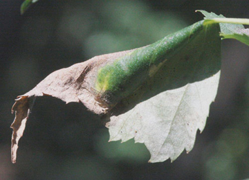 Mine of Caloptilia populetorum on Betula pendula