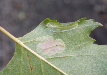 Mine of Caloptilia populetorum on Betula pendula