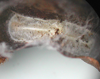 Mine of Caloptilia robustella on Acer saccharinum