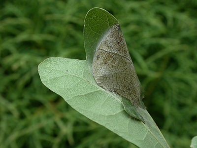 Mine of Caloptilia robustella