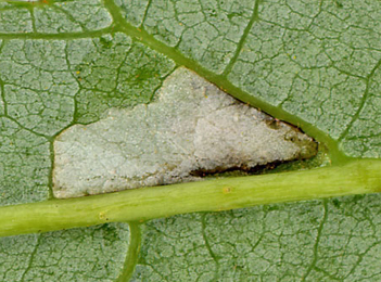 Mine of Caloptilia rufipennella on Acer saccharinum