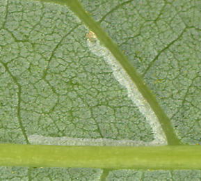 Mine of Caloptilia rufipennella on Acer saccharinum