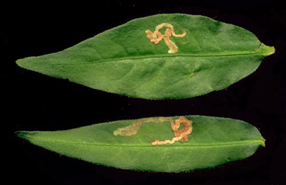 Mine of Calybites phasianipennella on Persicaria mitis