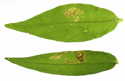 Mine of Calybites phasianipennella on Persicaria mitis