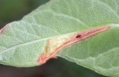 Mine of Calybites phasianipennella on Persicaria mitis