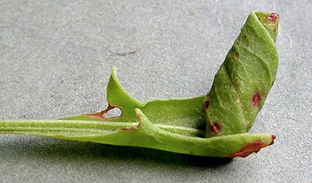 Mine of Calybites phasianipennella on Rumex acetosella