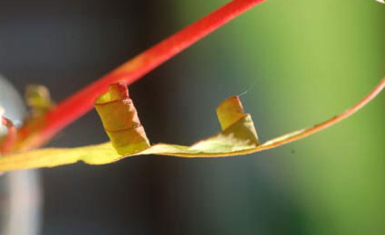 Mine of Calybites phasianipennella on Persicaria mitis