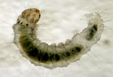 Calybites phasianipennella larva,  dorsal