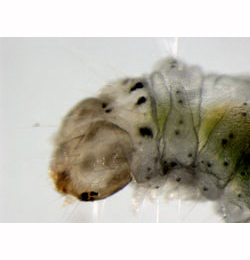 Calybites phasianipennella larva,  lateral