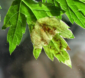 Mine of Calycomyza artemisiae