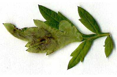 Mine of Calycomyza artemisiae