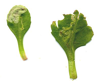 Mine of Calycomyza humeralis