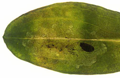 Mine of Calycomyza humeralis Aster tripolium