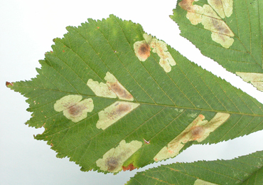 Mines of Cameraria ohridella on Aesculus hippocastanum