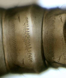 Cameraria ohridella larva,  abdomen