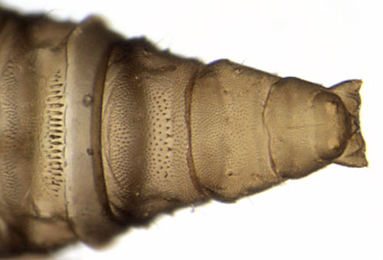 Cameraria ohridella larva,  abdomen,  dorsal