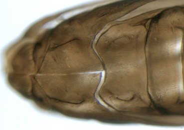 Cameraria ohridella larva,  thorax dorsal (exuvium)