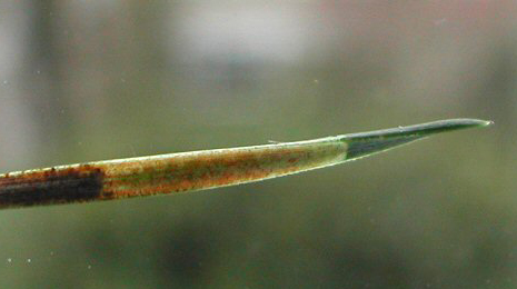 Mine of Cedestis gysseleniella on Pinus sylvestris