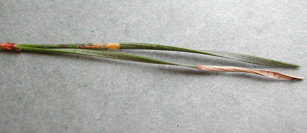 Mine of Cedestis gysseleniella on Pinus sylvestris