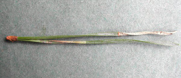 Mine of Cedestis gysseleniella on Pinus sylvestris