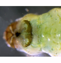 Cedestis subfasciella larva,  dorsal