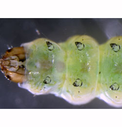 Cedestis subfasciella larva,  ventral