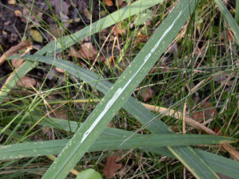 Mine of Cerodontha iraeos on Iris pseudacorus