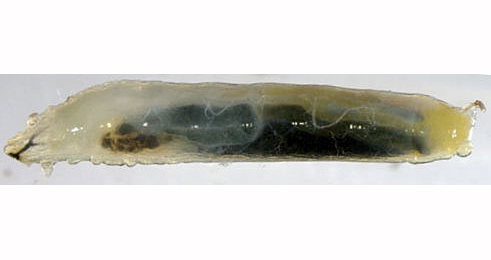 Cerodontha iraeos larva,  lateral