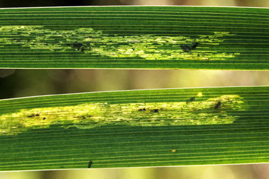 Mines of Cerodontha iridis on Iris foetidissima Image: © Gabrijel Seljak,  Slovenië (Source: Bladmineerders en plantengallen van Europa)