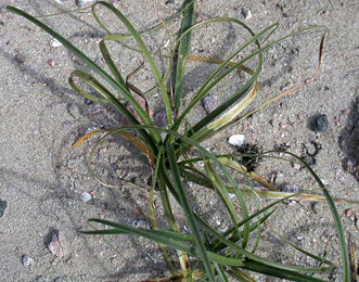 Mine of Cerodontha suturalis on Carex arenaria