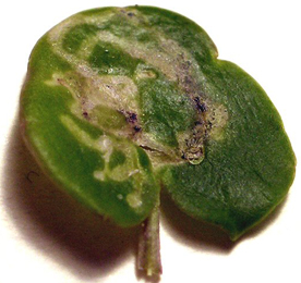 Mine of Ceutorhynchus insularis on Cochlearia officinalis