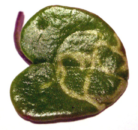 Mine of Ceutorhynchus insularis on Cochlearia officinalis