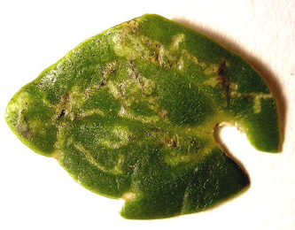 Mine of Ceutorhynchus insularis on Cochlearia officinalis